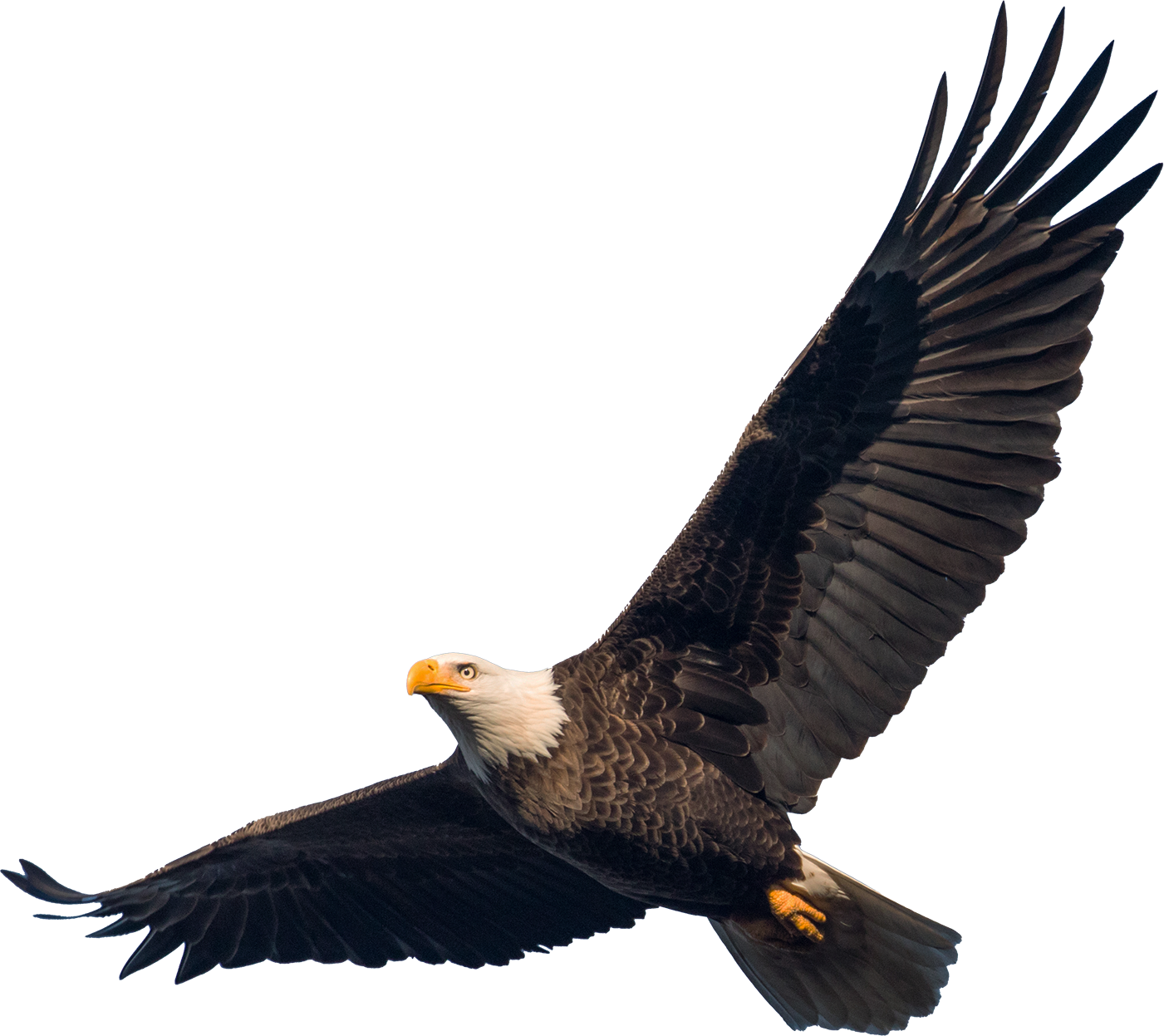 Eagle Soaring